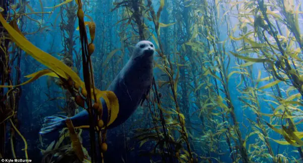 Bellezas del mundo acuatico "imagenes submarinas"