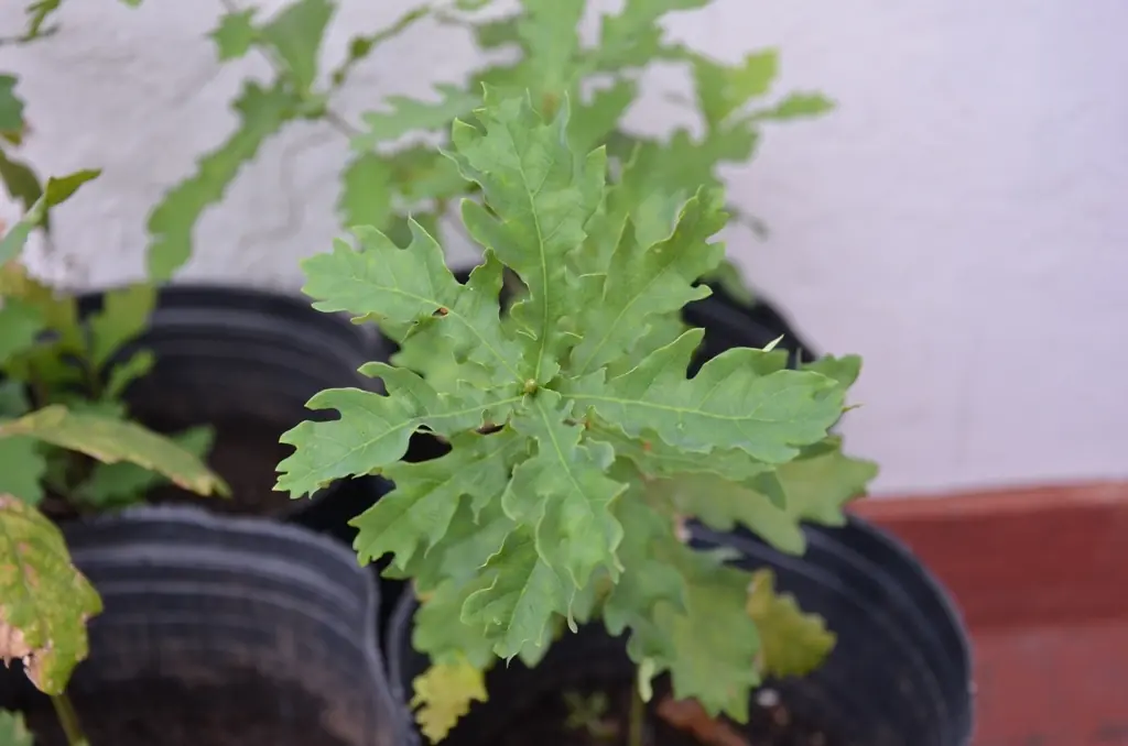 400 Robles es poco. ¿Quién me ayuda?