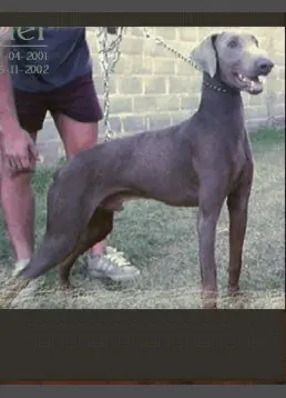 Doberman