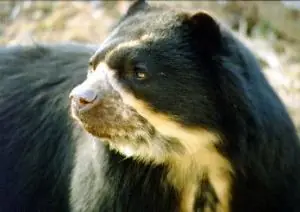 El oso de anteojos en peligro de extincion