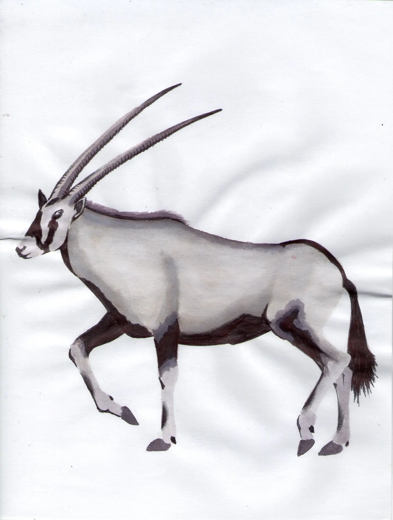 boligrafo