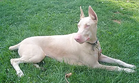 Doberman