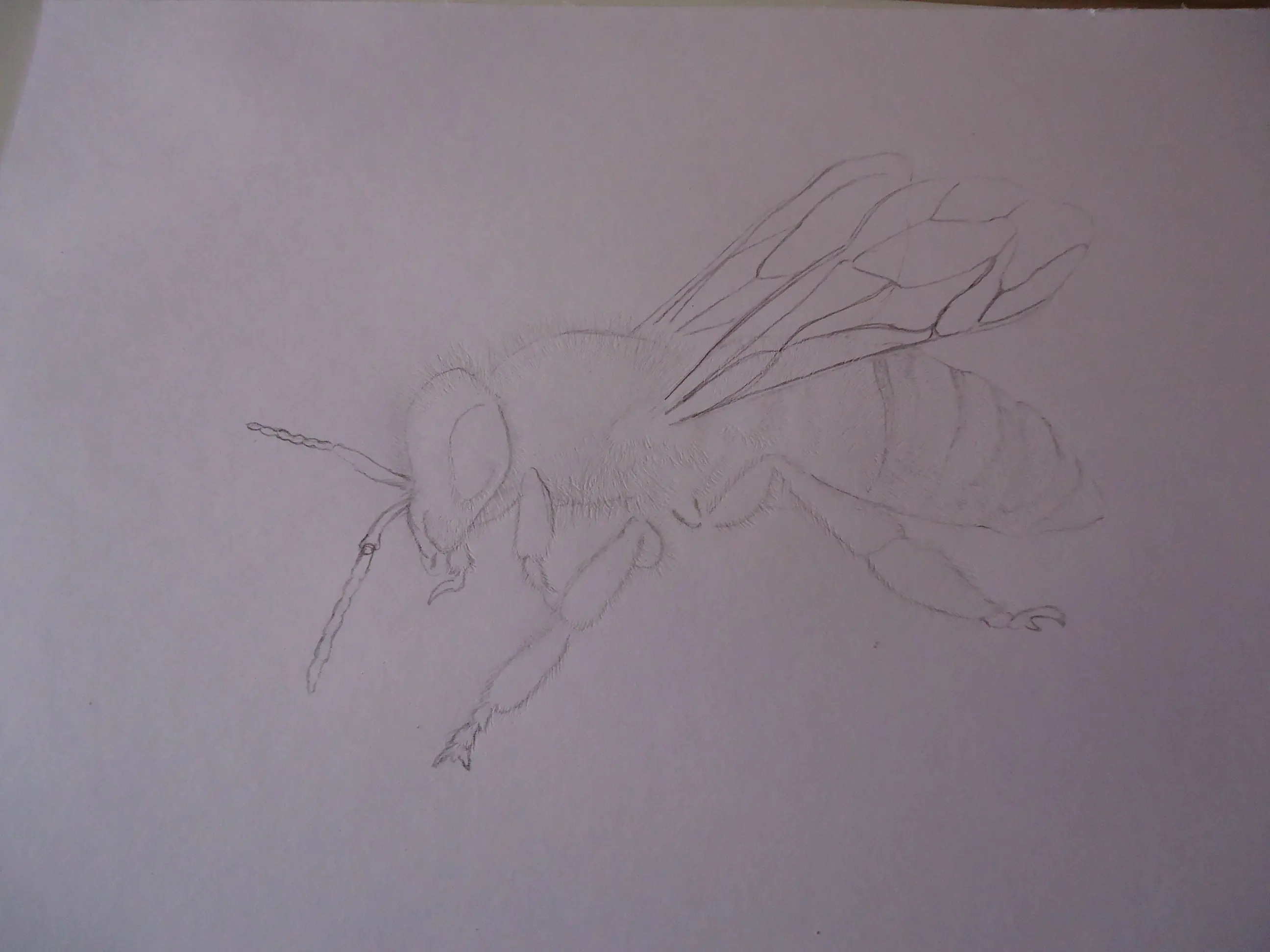 Dibujo de abeja con efecto 3D