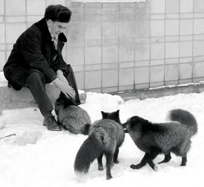 El experimento de Dmitry Belyaev y el origen de los perros