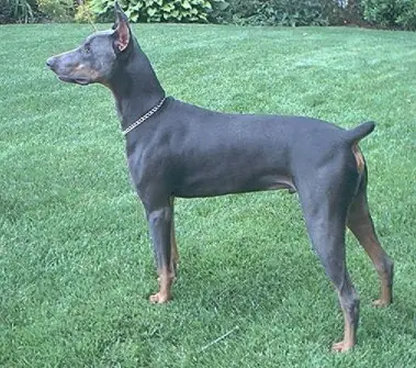 El Doberman