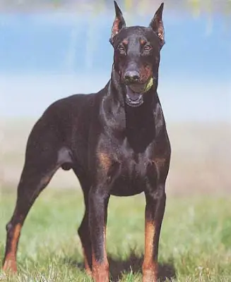 El Doberman