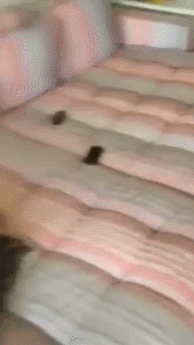 Olvidate de lo de las descargas por un rato,reite  con este 