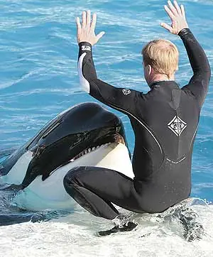 Entrenadora de SeaWorld en Orlando es asesinada por una orca