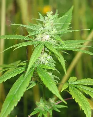 ganja