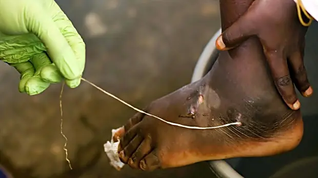 Primer animal que va a ser aniquilado a propósito