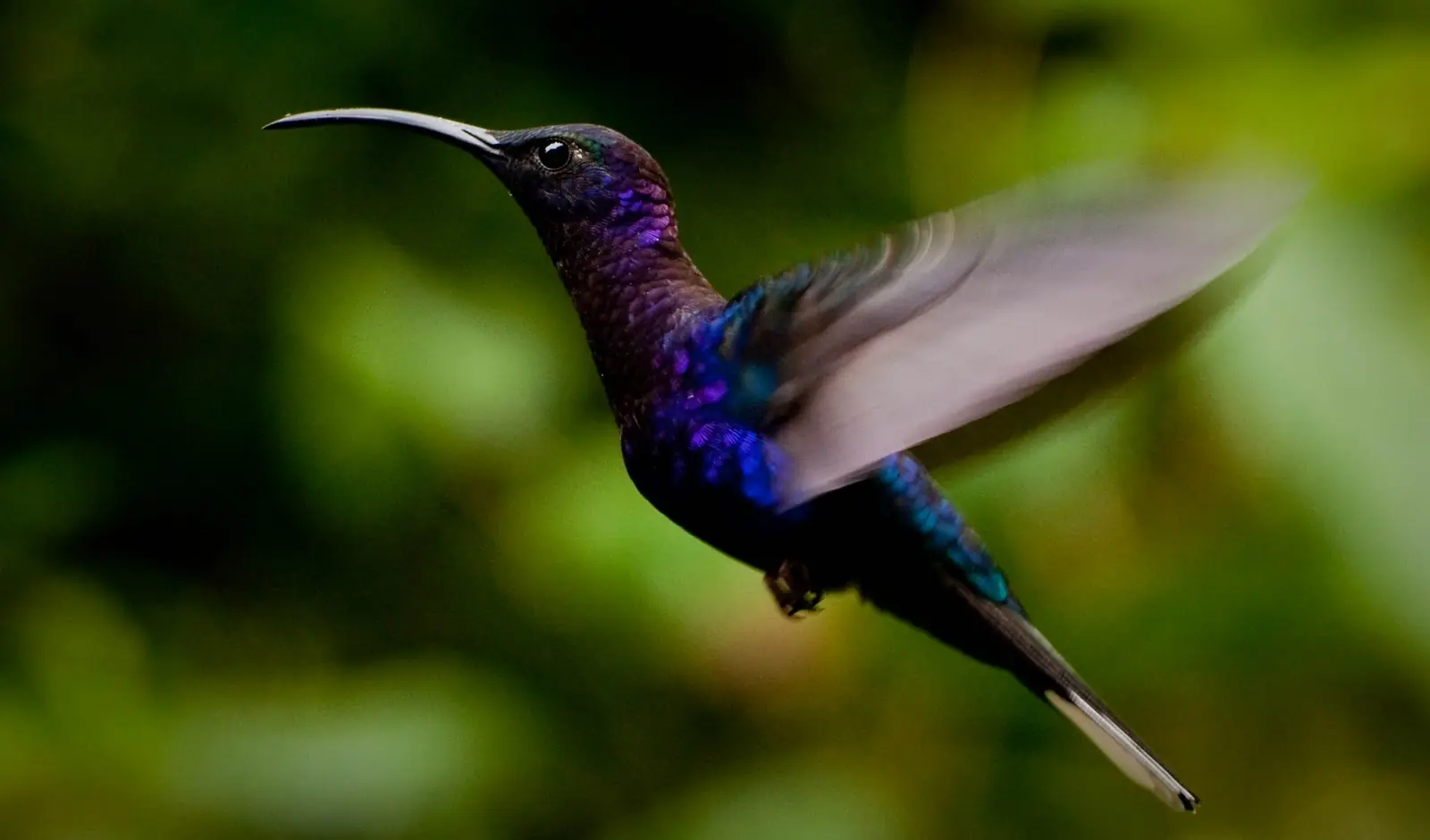 Las plumas de los colibríes producen sinfonías