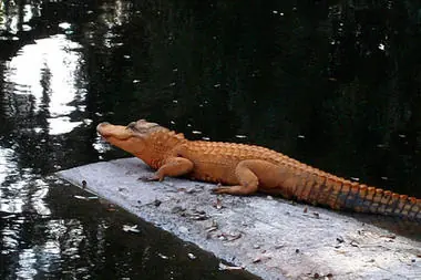 Encuentran Cocodrilo Anaranjado
