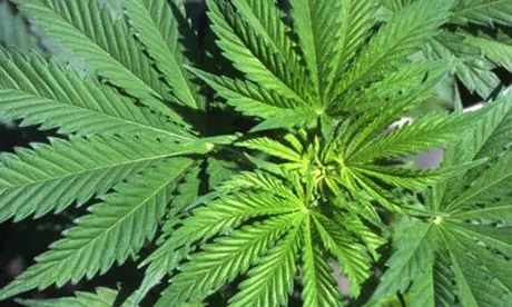 marihuana