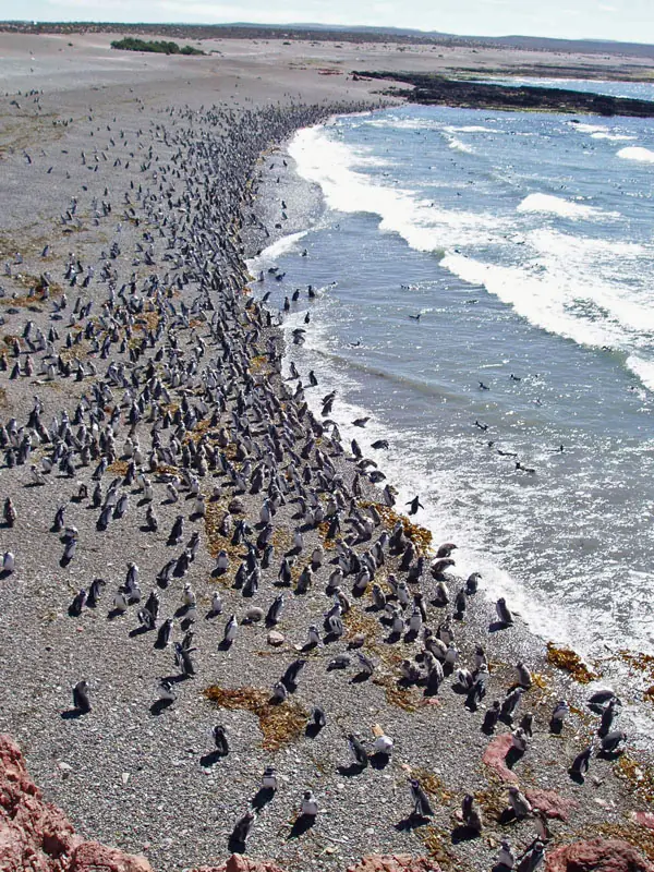 pinguinos de magallanes