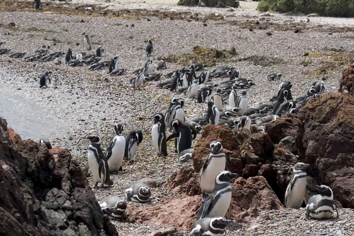 Punta Tombo, casi 1 millón de pingüinos de Magallanes