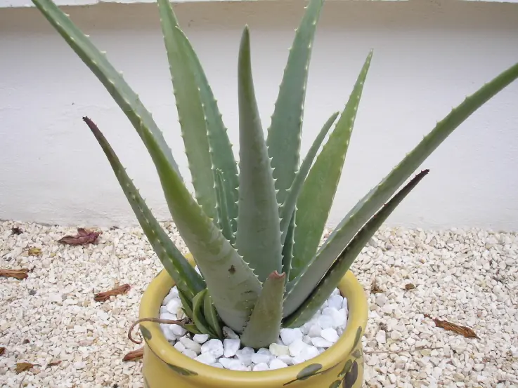 Bebida casera con Aloe Vera