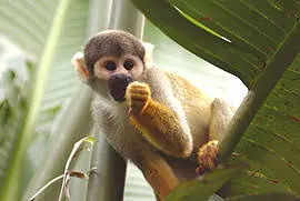 Animales en peligro de extinción