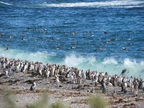 Punta Tombo, casi 1 millón de pingüinos de Magallanes