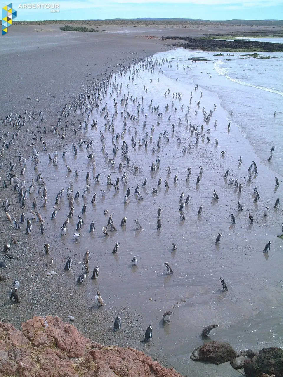 reserva punta tombo