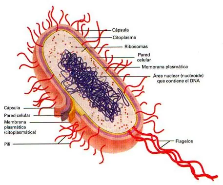 Procariotas: Bacterias, Micoplasmas y Algas Cianofilas.