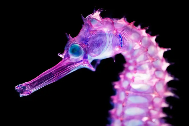 Iori Tomita crea criaturas transparentes