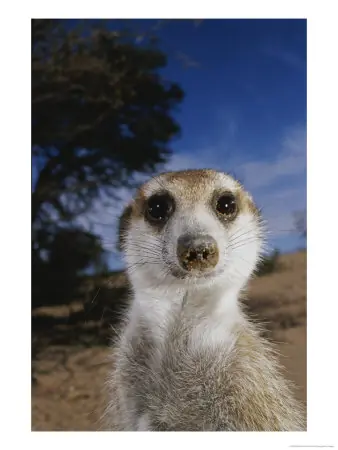 Hoy salió Ubuntu 10.10 LTS Alpha