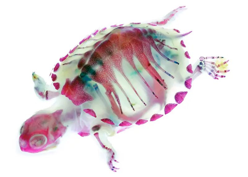 especimen