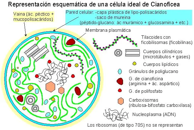 estructura