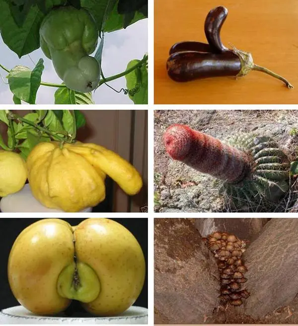 Naturaleza Doble Sentido