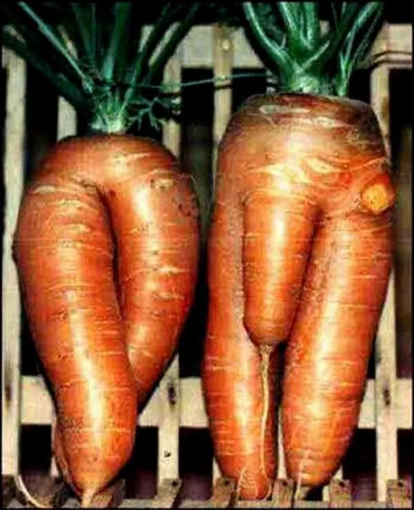 obscena