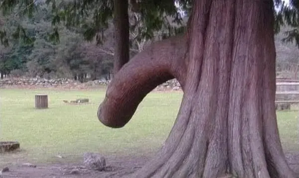Naturaleza Doble Sentido
