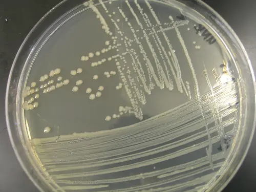 Bacterias