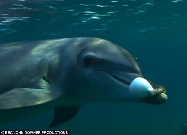 Descubren que los delfines se drogan recreacionalmente