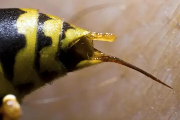 Desmintiendo 5 grandes malentendidos de los animales