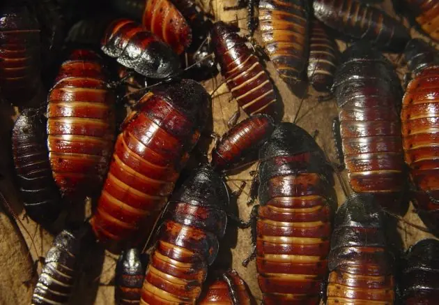insectos
