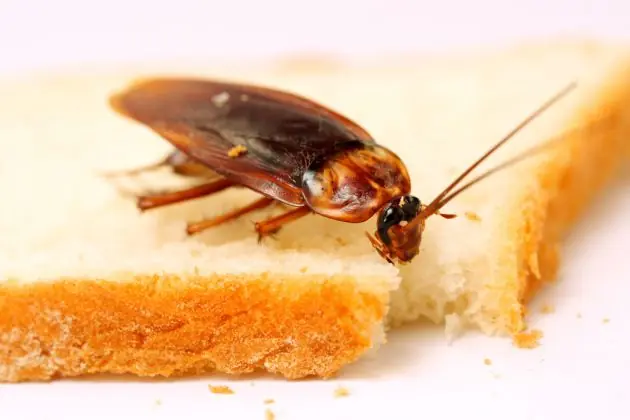 7 sorprendentes curiosidades sobre las cucarachas