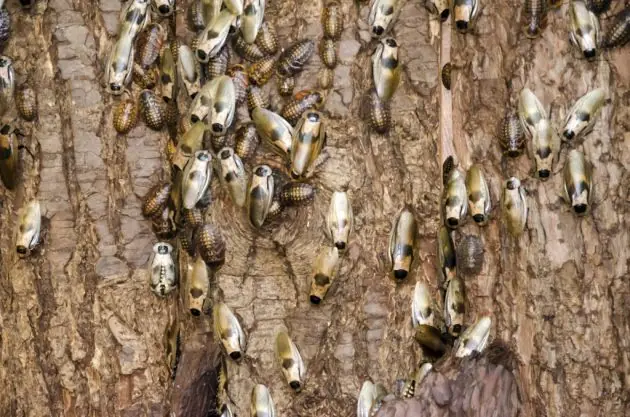 bichos