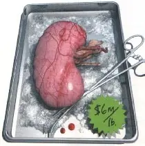cuerpo humano