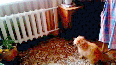 A ese gato loco le patina el coco, parte 3