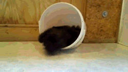 A ese gato loco le patina el coco, parte 3