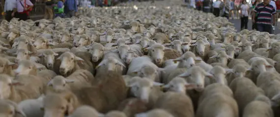 2.000 ovejas trashumantes cruzan Madrid