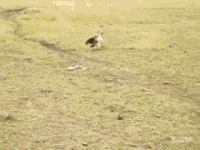 gansos
