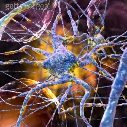 ¿Cerebro y Mente? ¿Inteligencia y Sabiduría?