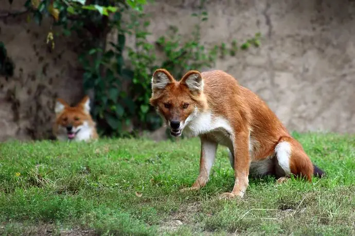 11 animales que no sabias que existian! Pt. 1