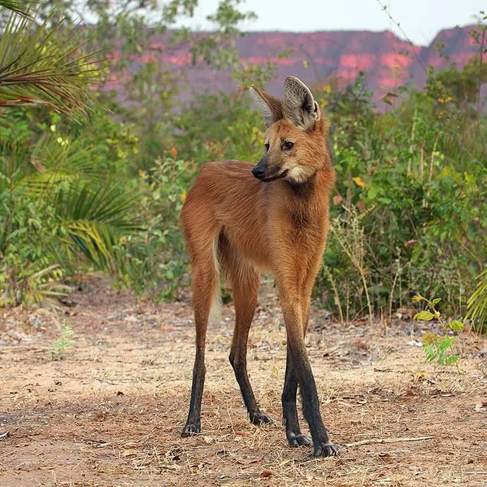 11 animales que no sabias que existian! Pt. 1