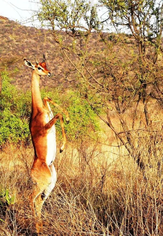 animales raros