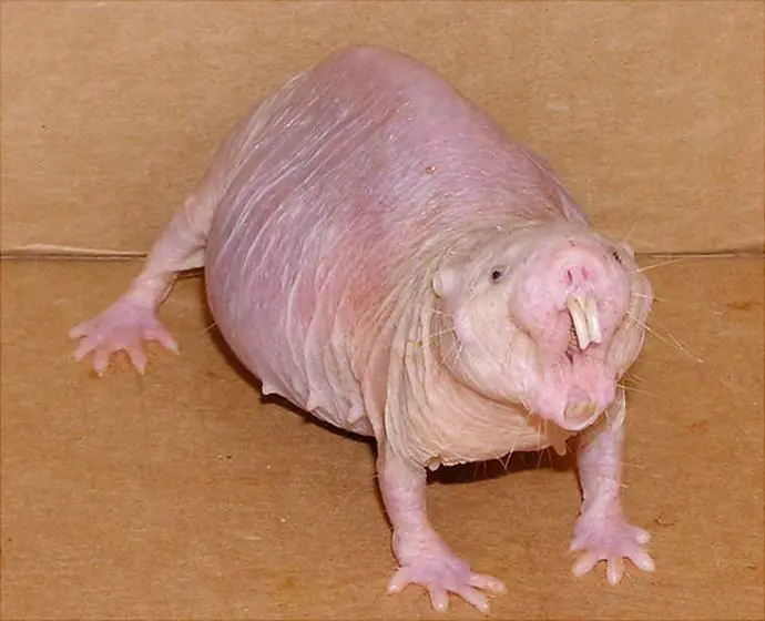 11 animales que no sabias que existian! Pt. 1