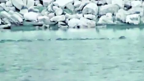 Misterio en Salta: dicen haber visto un gran reptil