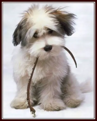 Defendamos a los animales