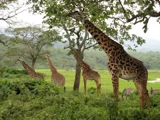 proyecto entrerriano para importar jirafas ecologicas